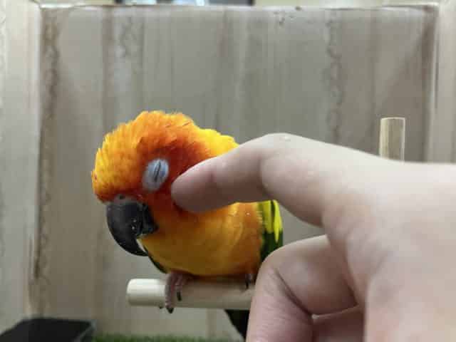コガネメキシコインコ