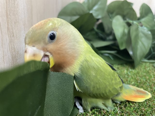 コザクラインコ（小桜インコ）