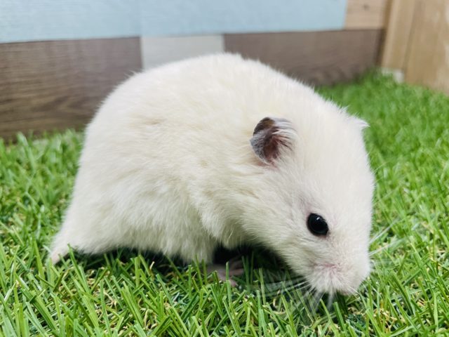 ゴールデンハムスター