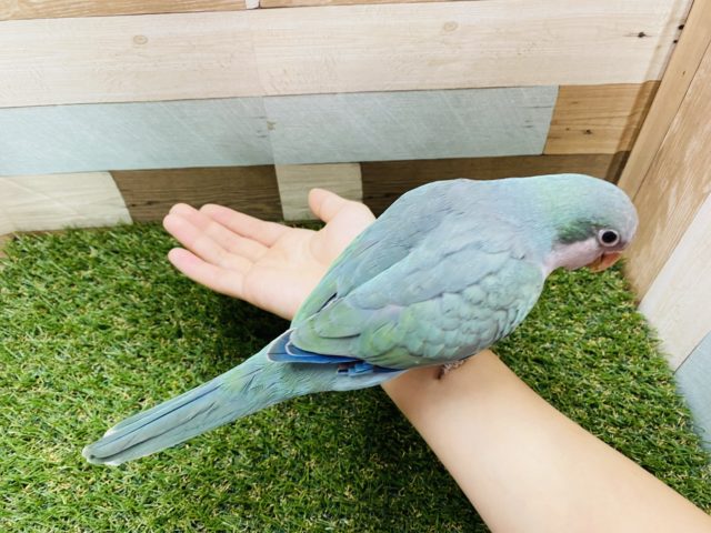 オキナインコ