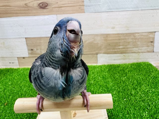 サザナミインコ