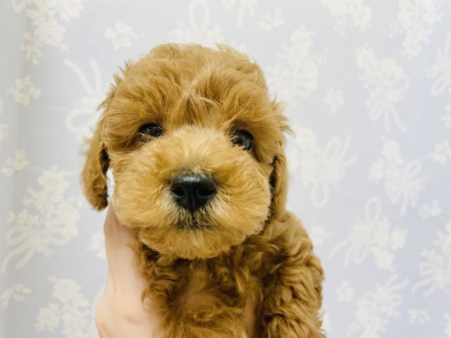 トイプードル