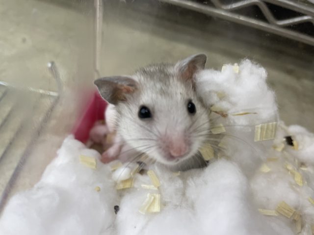 ゴールデンハムスター