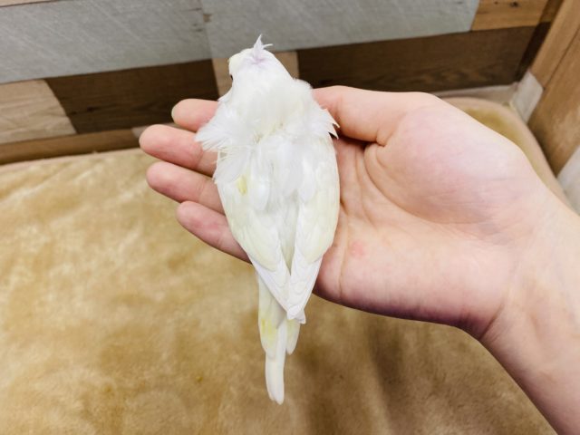 羽衣セキセイインコ