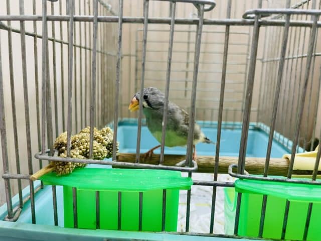 錦花鳥（キンカチョウ）