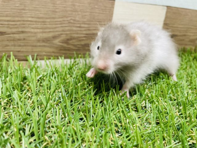 ゴールデンハムスター