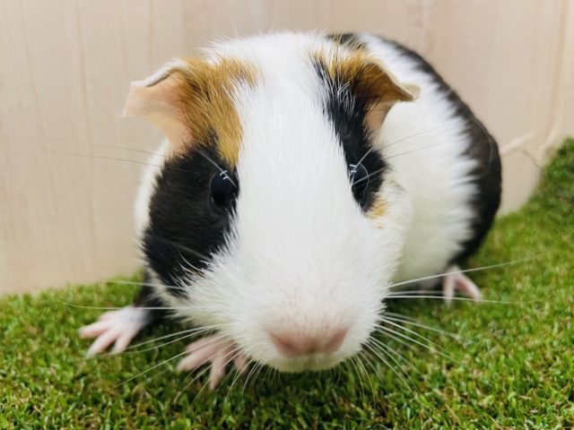 イングリッシュモルモット