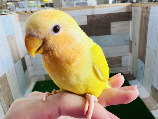 コザクラインコ（小桜インコ）