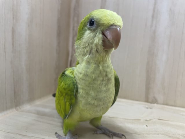 オキナインコ
