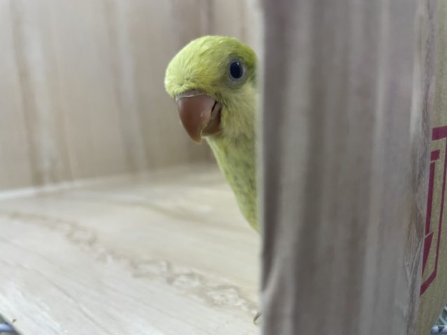 オキナインコ