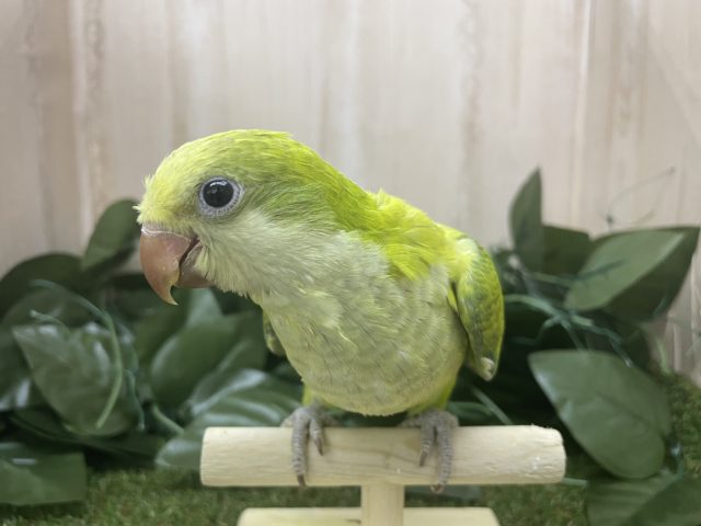 オキナインコ