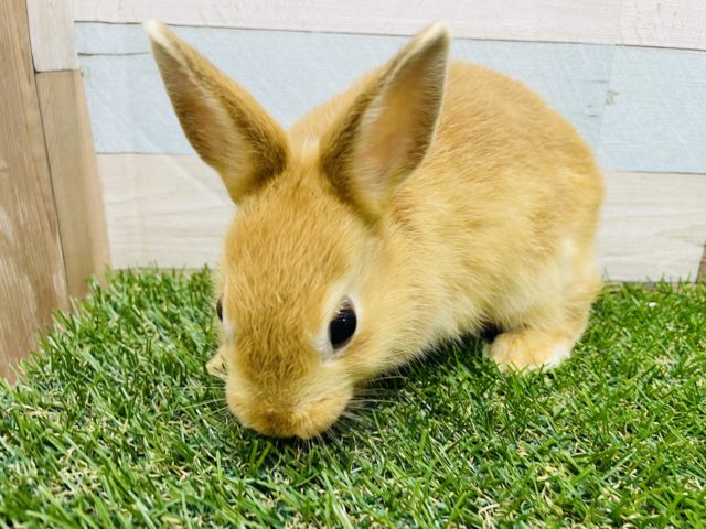 ネザーランドドワーフ