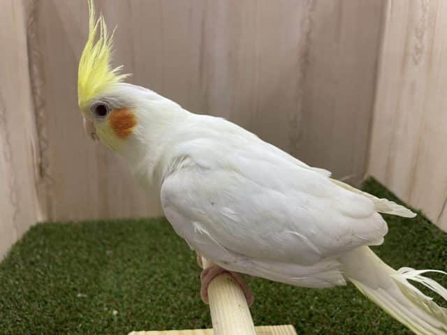 オカメインコ