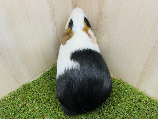 イングリッシュモルモット