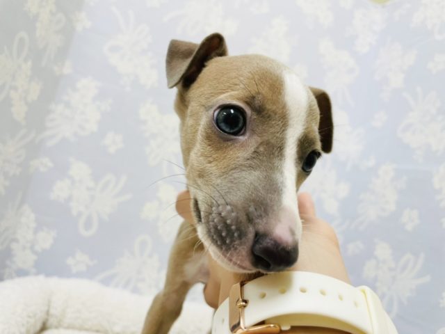 イタリアングレーハウンド