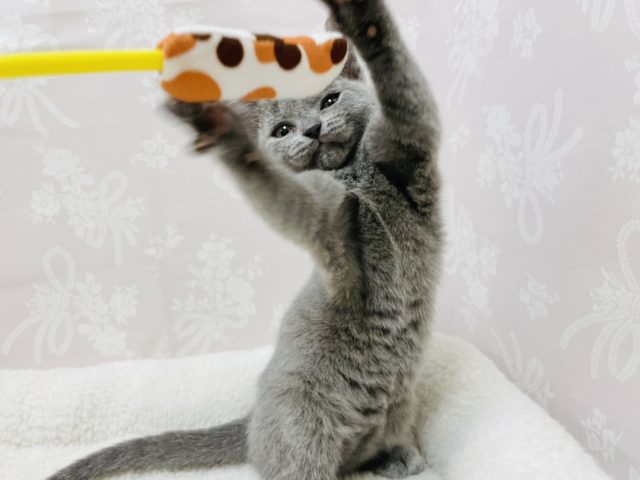 シャルトリュー