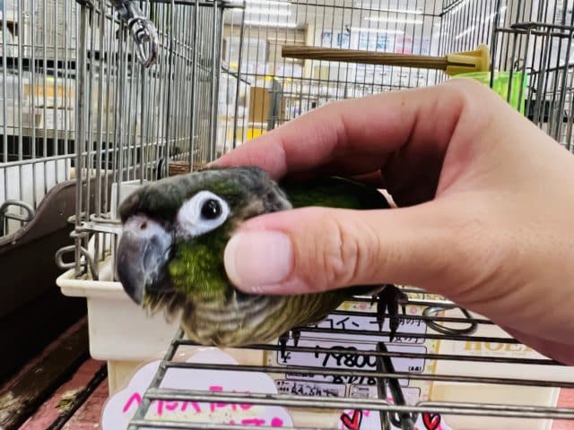 べたなれ♡ウロコインコがやってきた! ホオミドリウロコインコ