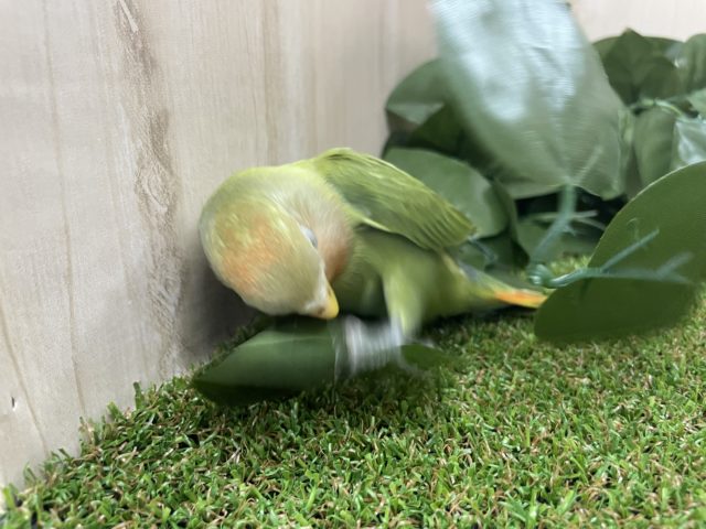 コザクラインコ（小桜インコ）