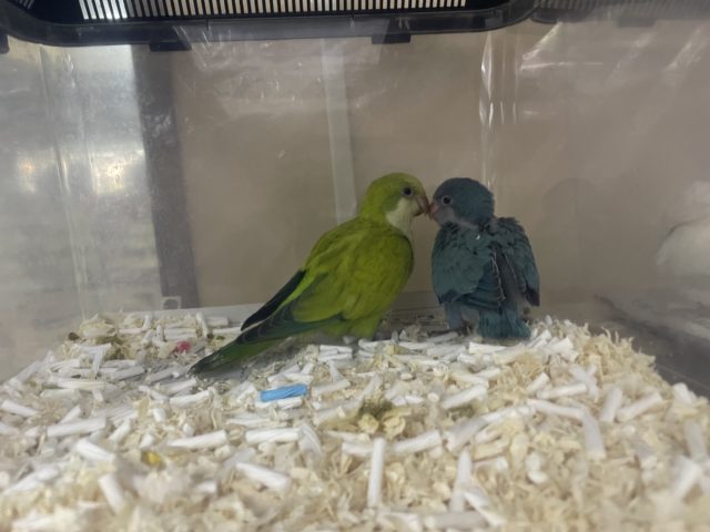 オキナインコ