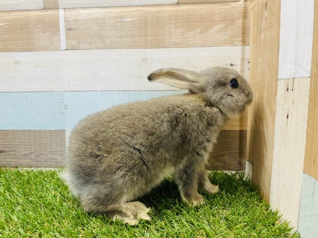 ロップイヤーラビット