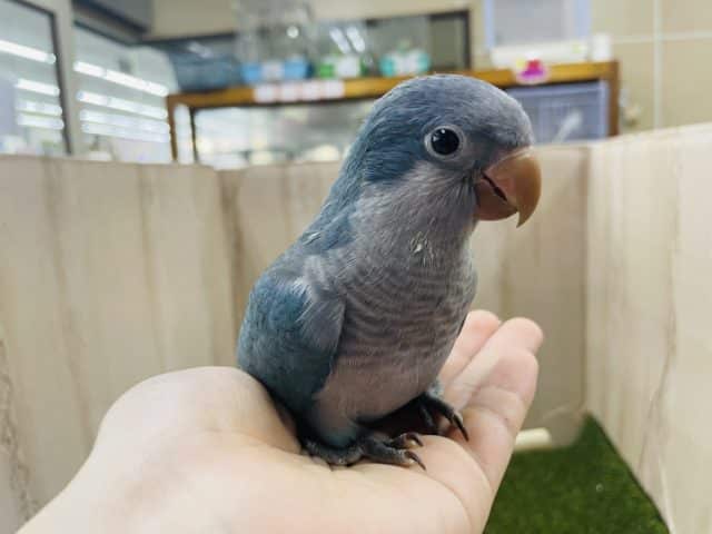 オキナインコ