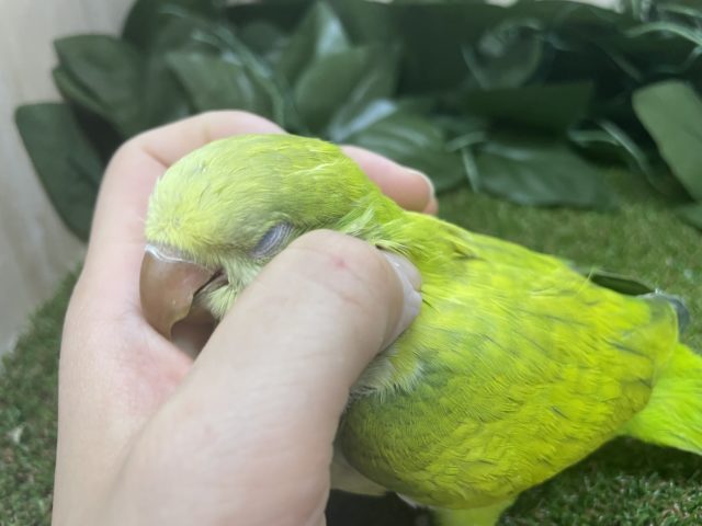 オキナインコ