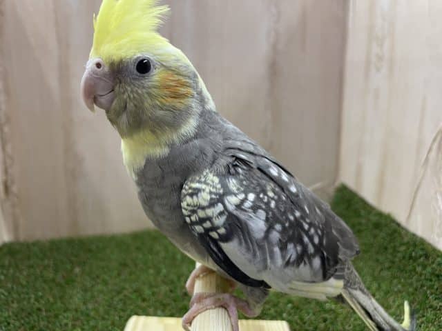オカメインコ