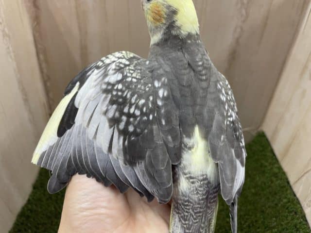 オカメインコ