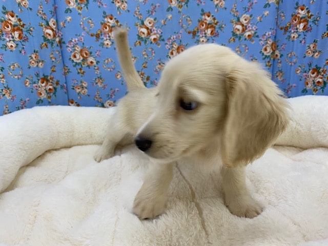 ミニチュアダックス