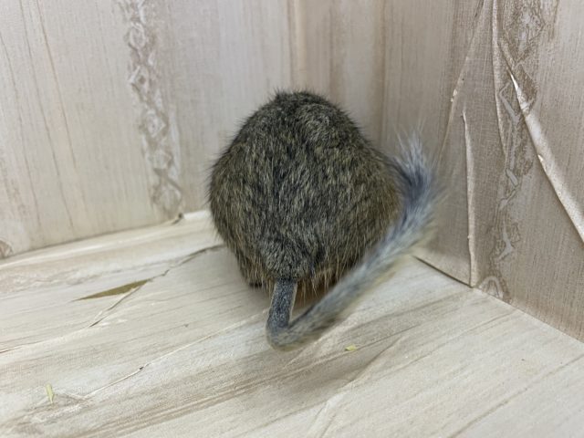 最新画像になりますよ!おやつの持ち方は二刀流!? デグー ノーマル デグー