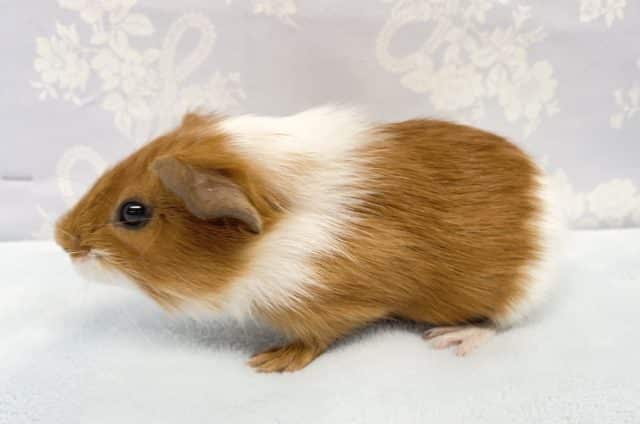 イングリッシュモルモット
