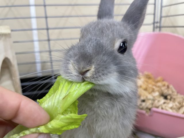 ネザーランドドワーフ