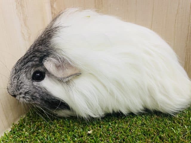 ペルビアンモルモット