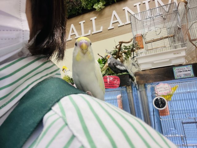 セキセイインコ