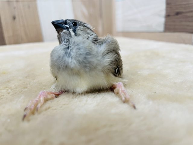 錦花鳥（キンカチョウ）