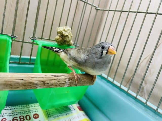 錦花鳥（キンカチョウ）