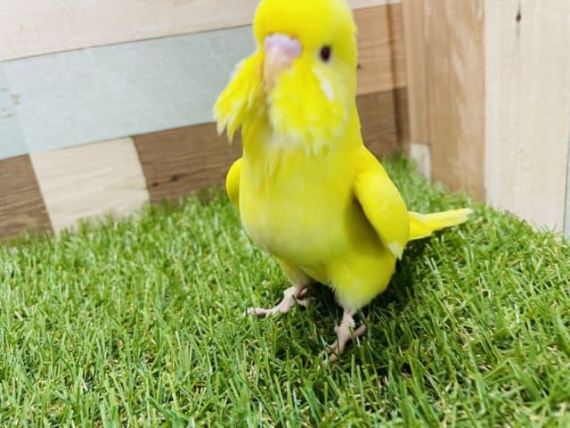 ジャンボセキセイインコ