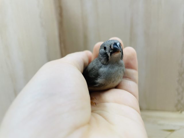 錦花鳥（キンカチョウ）