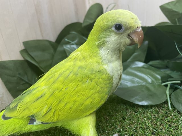 オキナインコ