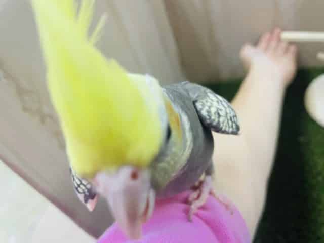 オカメインコ