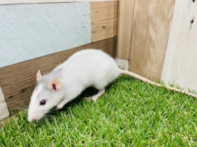 ファンシーラット