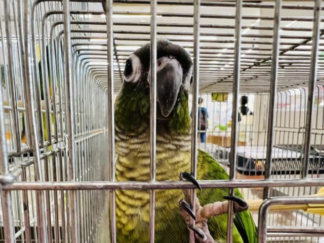 ホオミドリウロコインコ