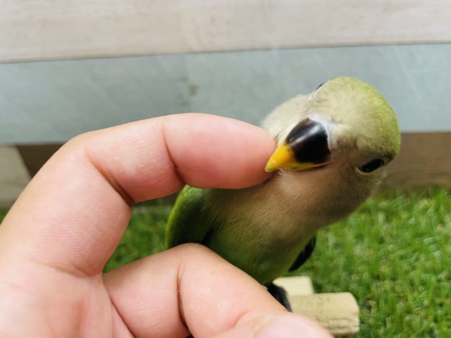 コザクラインコ（小桜インコ）