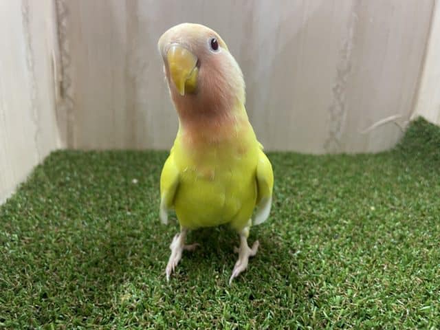 コザクラインコ（小桜インコ）