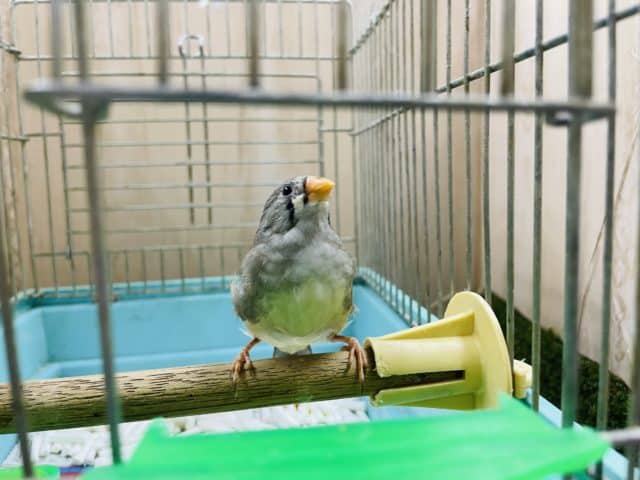 錦花鳥（キンカチョウ）