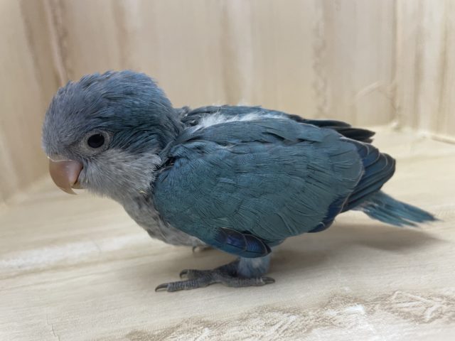 オキナインコ