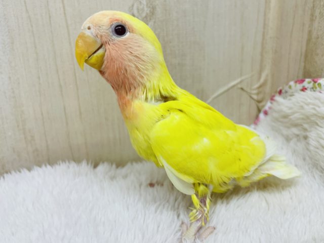 コザクラインコ（小桜インコ）