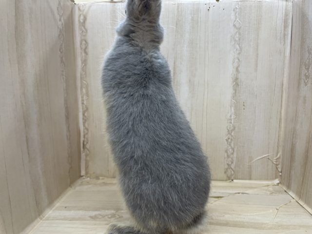 ネザーランドドワーフ