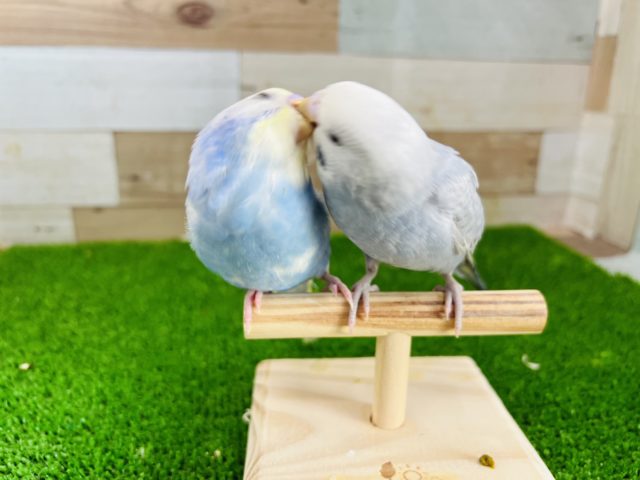 レアカラーのライラック!手乗りセキセイインコ セキセイインコ