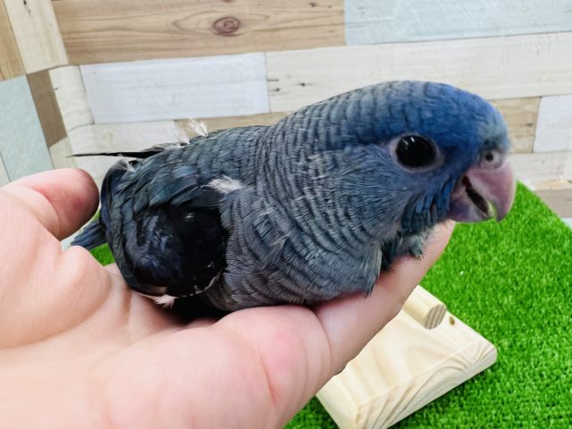 サザナミインコ